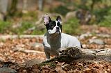 BOULEDOGUE FRANCAIS 1035